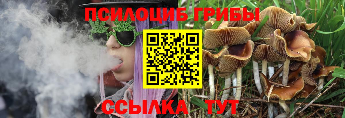 Галлюциногенные грибы Psilocybine cubensis Аксай